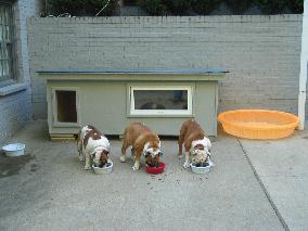 dog house plans